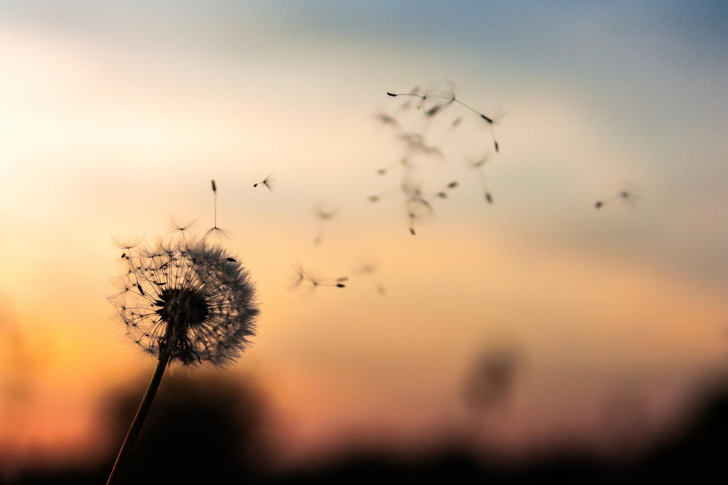 A dandelion seed head with seeds blowing away against a warm orange and blue sunset sky
